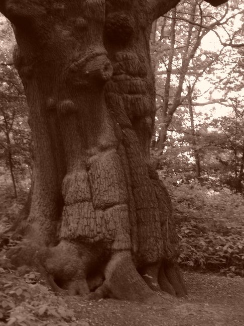 Old Tree